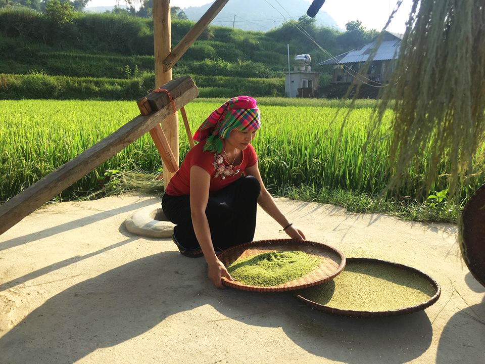 Tú Lệ là một xã thuộc huyện Văn Chấn, tỉnh Yên Bái. Từ lâu, nơi đây đã nổi tiếng với một loại nếp có hạt to tròn, trắng trong.